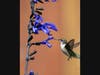 North Suburban YMCA’s Community Gallery is showcasing photography by Brian Kabat, this piece is called Hummingbird. 
