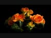North Suburban YMCA’s Community Gallery is showcasing photography by Brian Kabat, this piece is called Orange Flowers. 