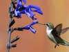 North Suburban YMCA’s Community Gallery is showcasing photography by Brian Kabat, this piece is called Hummingbird. 