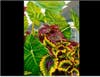 North Suburban YMCA’s Community Gallery for July features artist Maddie Sadlowski-Van Horn