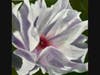 North Suburban YMCA’s Community Gallery for February features artist Lois Johnson, this painting is named Peony.