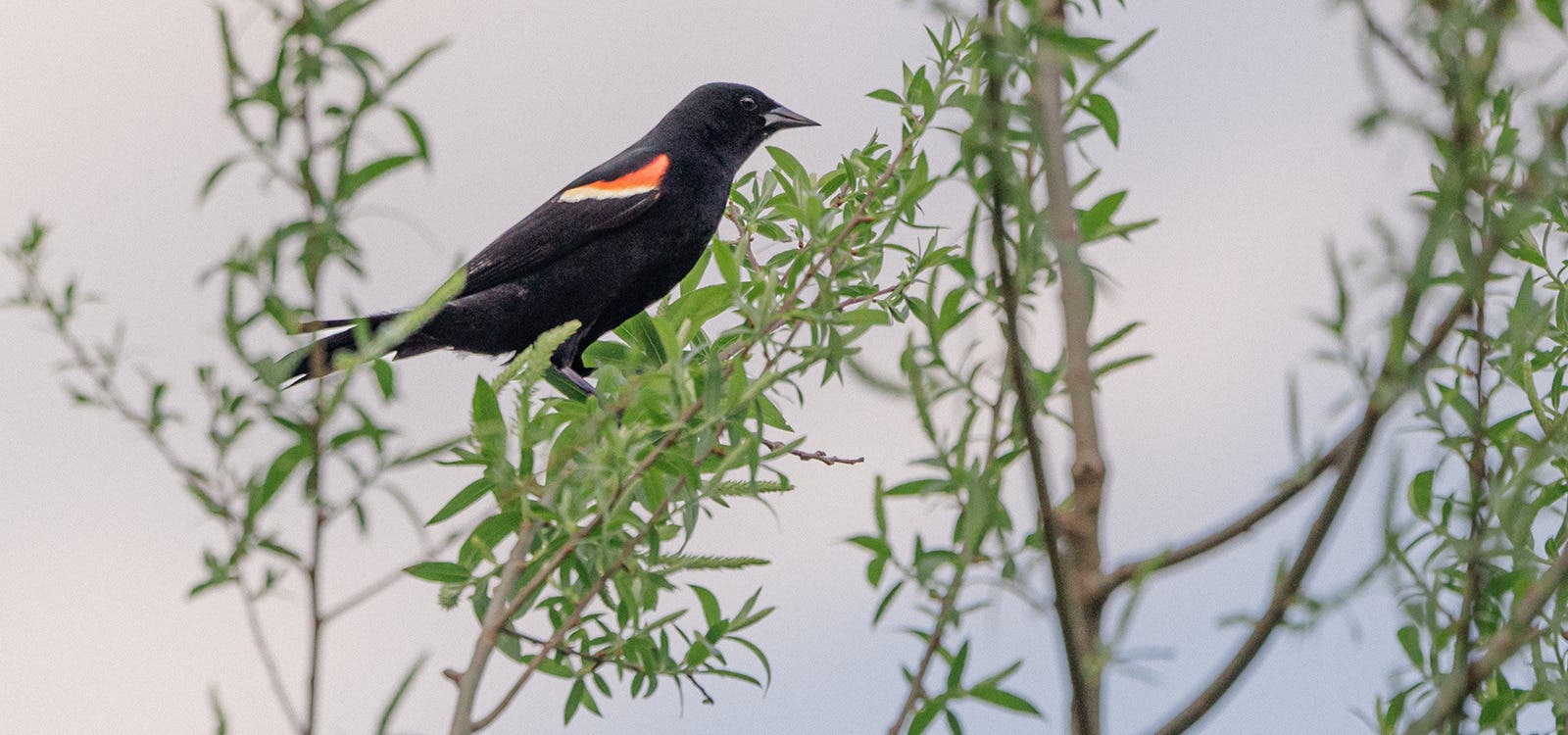 Birdwatching Walk
