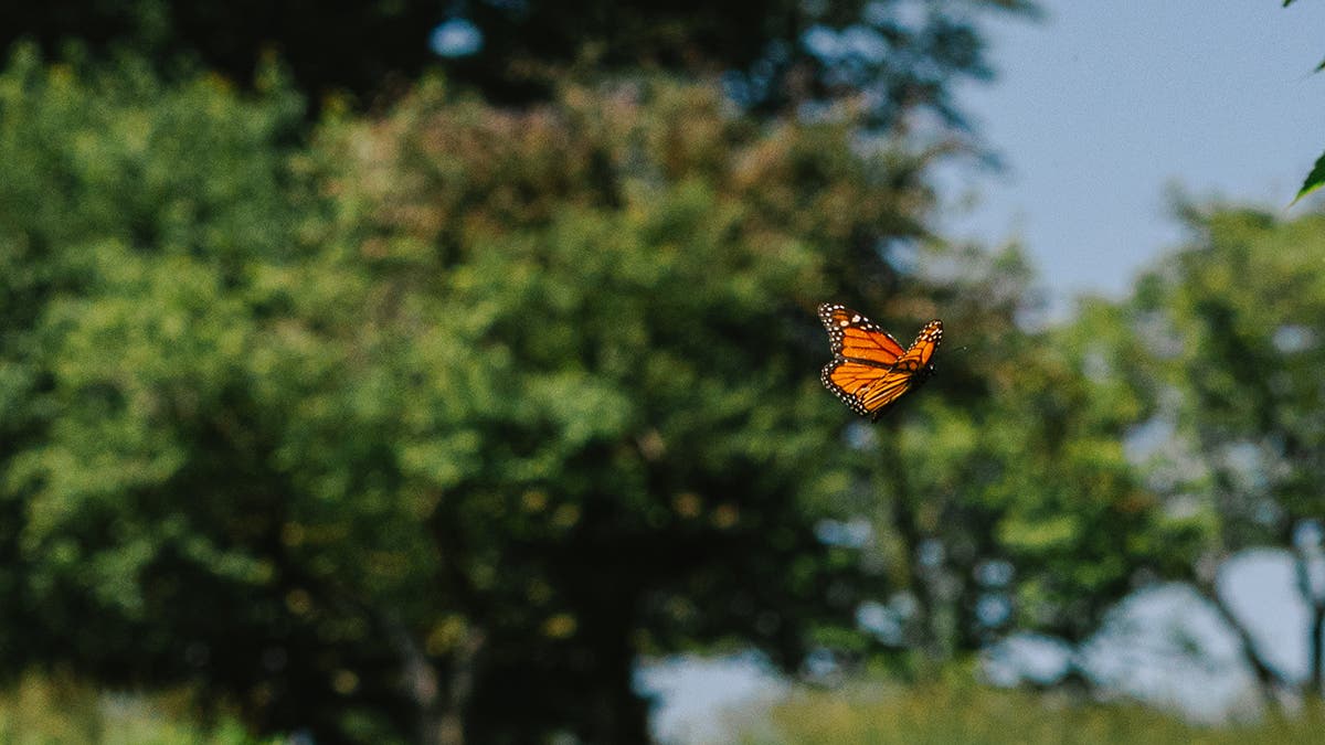 Learning with Nature | Monarch Migration
