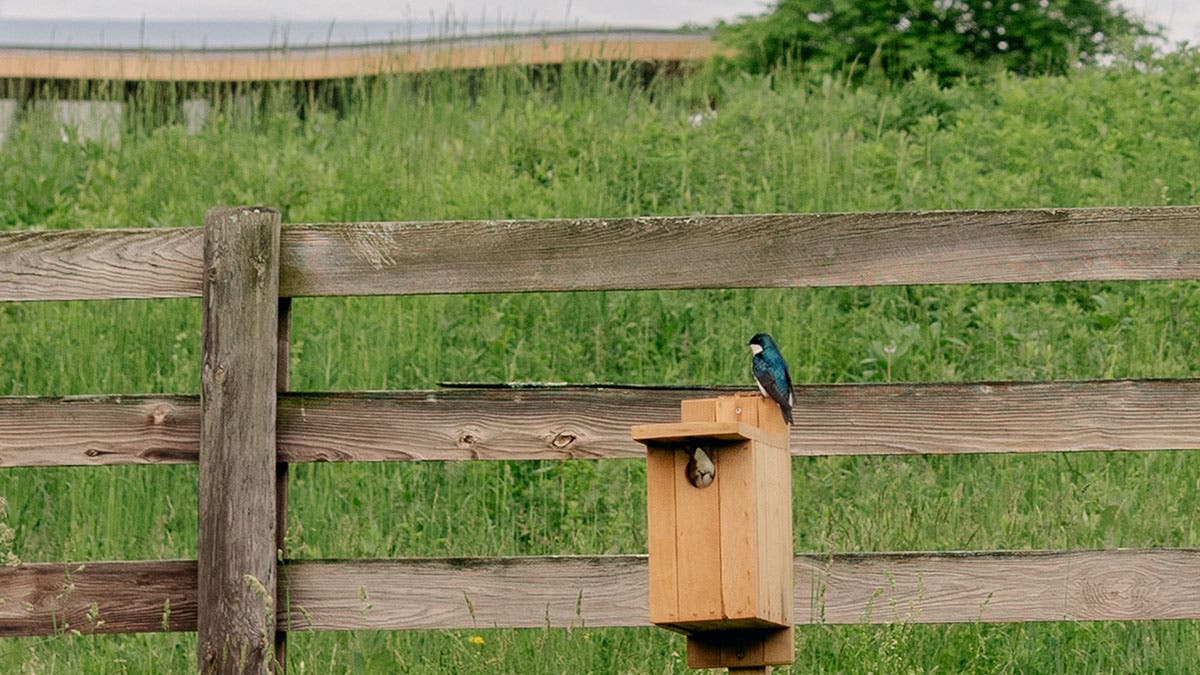 Birdwatching Walk