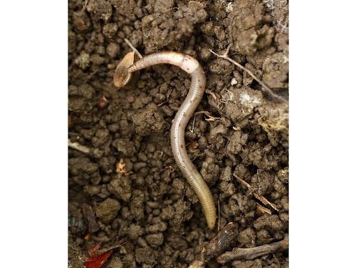 Asian jumping worms, an invasive, soil nutrient-gobbling earthworm that can leap a foot in the air, are moving rapidly across the country, with sightings in 38 states, including Minnesota. 