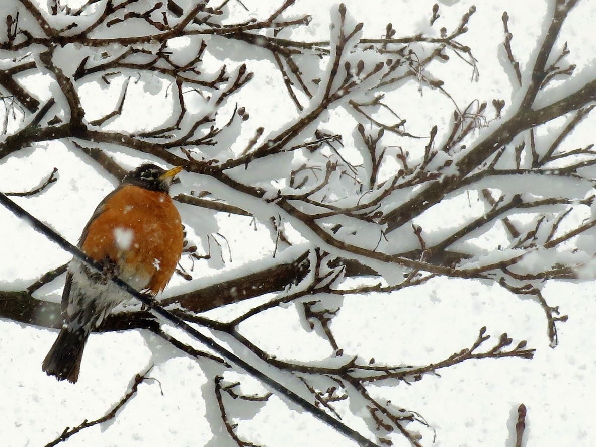 Here’s What The Newest El Niño Winter Forecast Says About Snow In WI