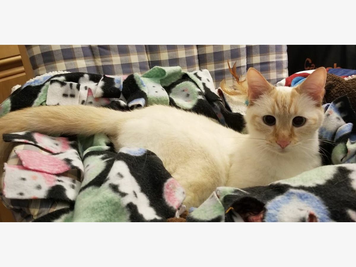 Hundreds Of Cats Found In Lake Forest Hoarding House Lake Forest Ca Patch