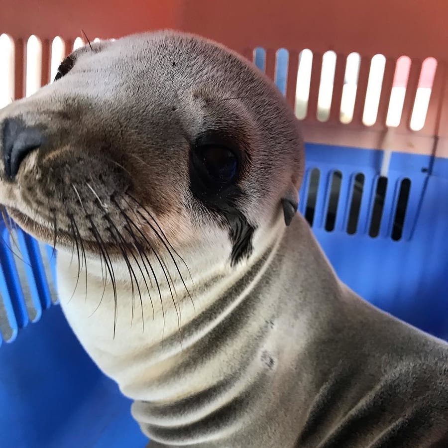 Sea Lion Pups Rescued Across Southland Beaches Laguna Beach, CA Patch
