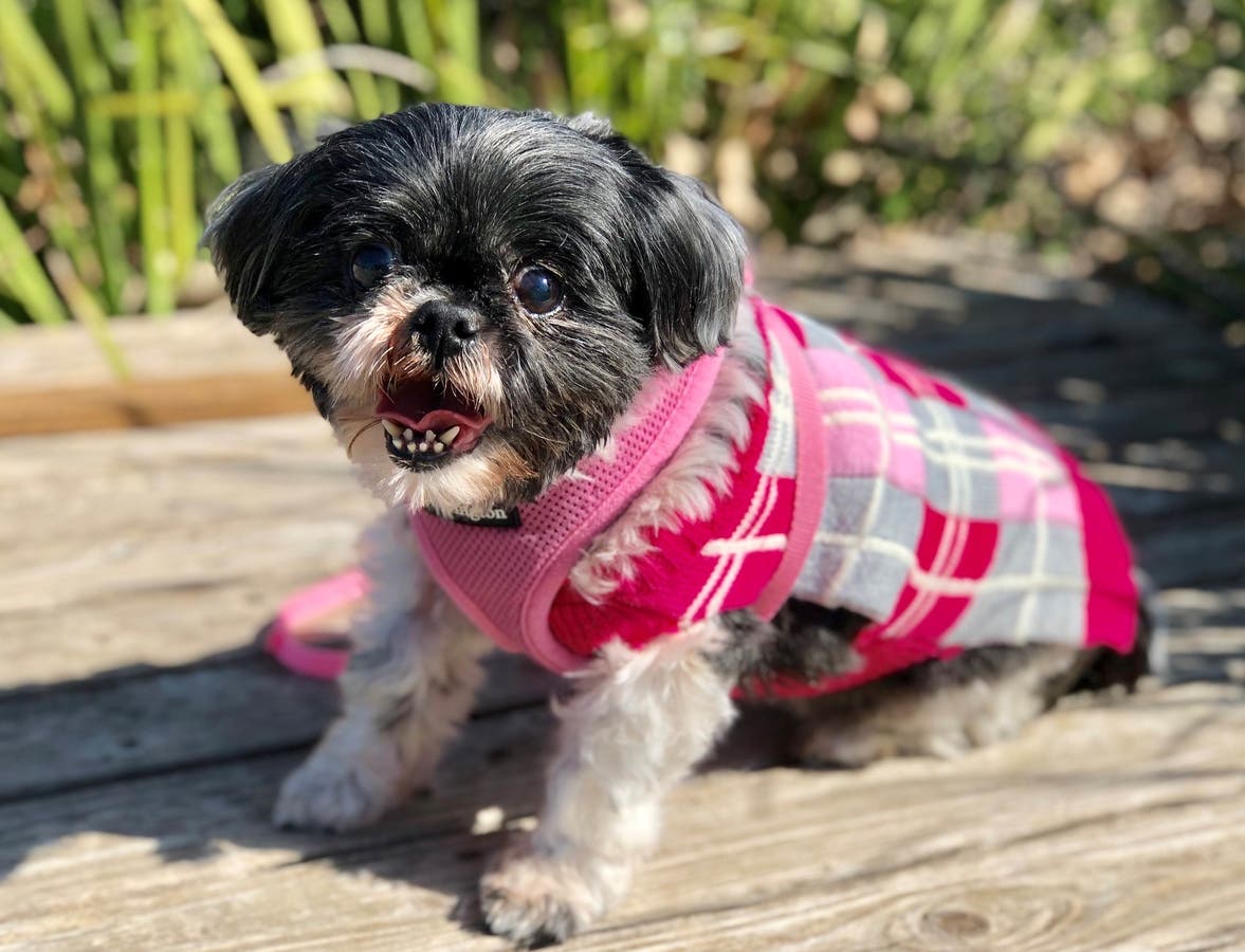 Meet Oreo. This sweet old lady needs to curl up beside you.