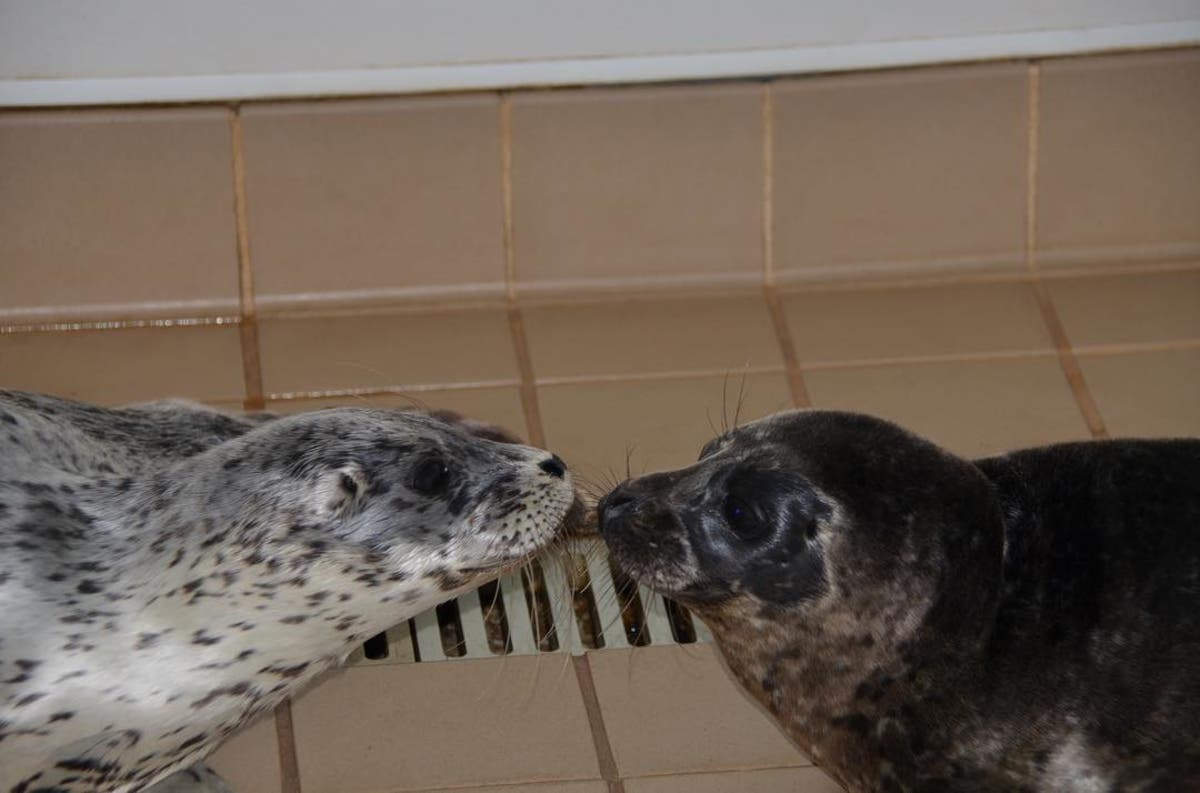Pacific harbor seals Killian (l.) & Guinness (r.). Both 1-3 months old, make 50 mammals in PMMC's care this spring.