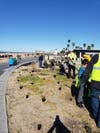 Bolsa Chica Dune Restoration project.