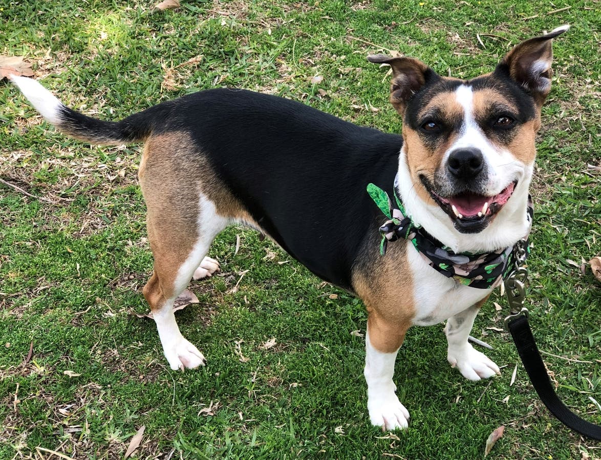 Pepper, a Beagle mix, loves long walks, toys and belly rubs.