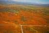 Poppy fields as seen from above the Antelope Valley.
