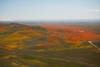 Poppy fields from above cover the SoCal mountains in a blanket of yellow and orange