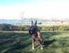 OCSD shared the passing of K9 officer Luna, a retired police service dog.