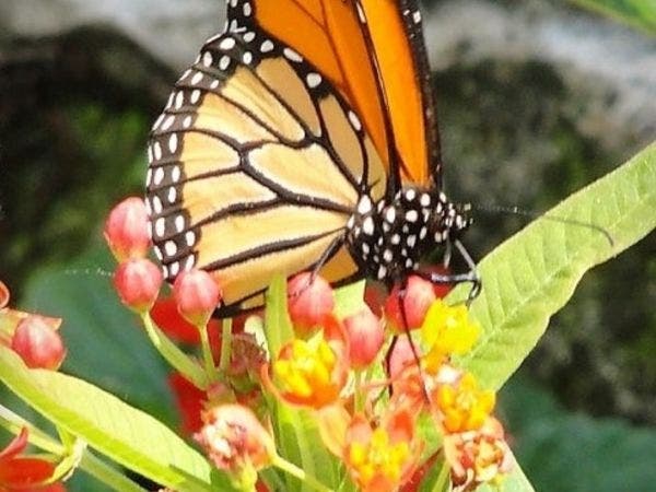 Earth Day returns to South Orange County at San Juan Capistrano's Mission, April 20, 2019