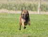 Noa, retired service dog, has passed.