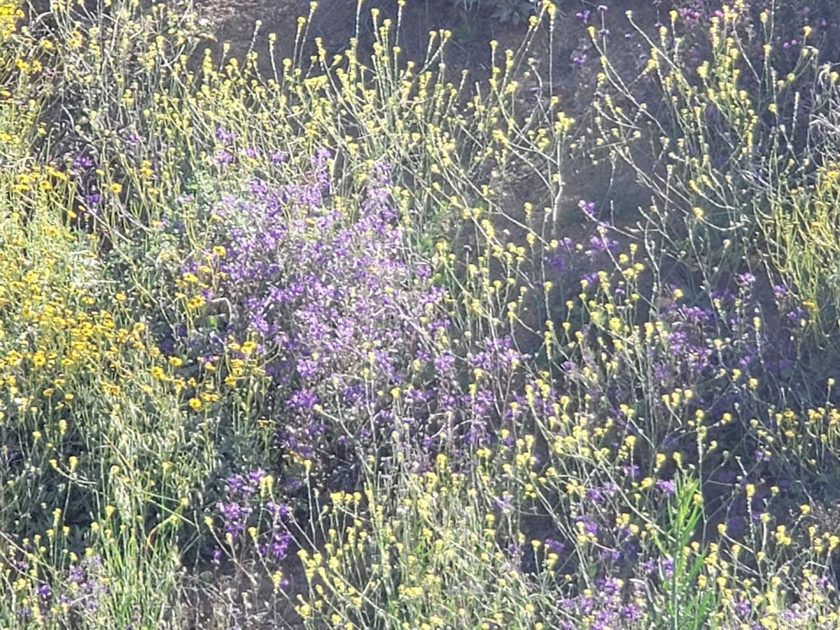 Volunteers will tend to the James Dilley Preserve wilderness this week in Laguna Beach.