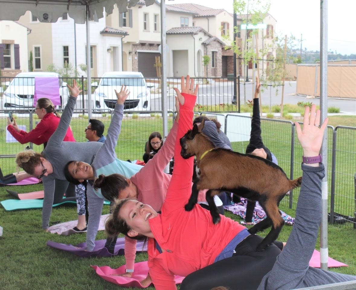 Goat yoga in Lake Forest.
