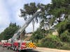 Tree trimmer dies in Laguna Hills eucalyptus tree accident, Tuesday.
