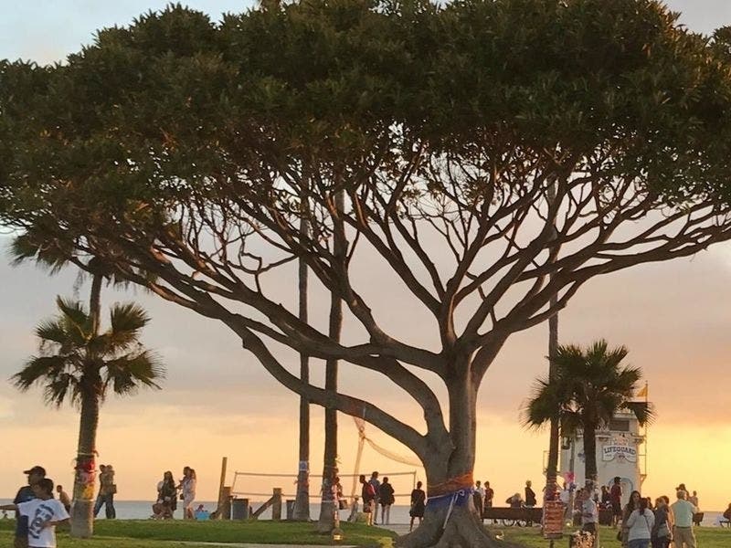 Two years ago, trees in Laguna Beach were wrapped with Unity Ribbons. Now, there is a shortage of trees.