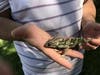 Chameleon rescued for Orange County child.