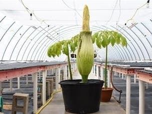 The stinky Corpse Flower is blooming in Orange County