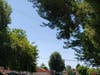 This tree at Muirlands Boulevard and Entrada Drive leaned closer to the power lines, Thursday.