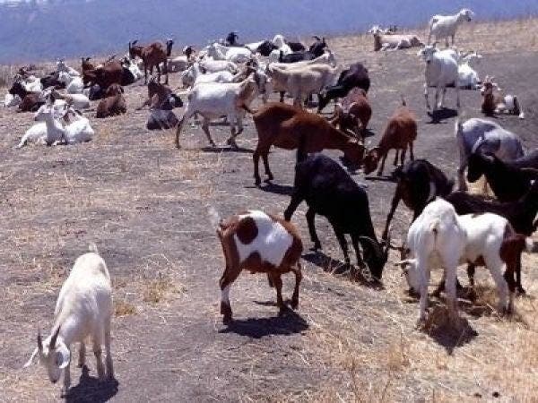 Fire Goats are a part of life in Laguna Beach, and a natural, sustainable way of reducing fire danger in the hills above our fair city.