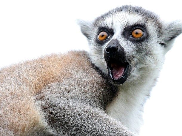 Isaac, still living at Santa Ana zoo, is the oldest living lemur in captivity.