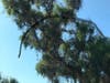 Flores provided a suggestion for topping the tree to maintain its health and growth.