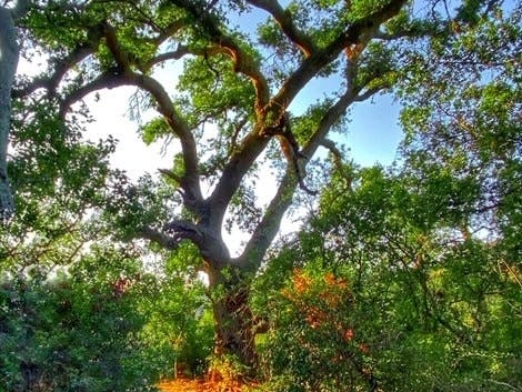 Hints of fall are seen in Rancho Santa Margarita, thanks to our resident photographer, Angela Madsen.