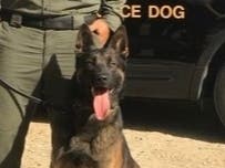 A K9 officer helped end an hours-long standoff with an elder abuse suspect in Orange.