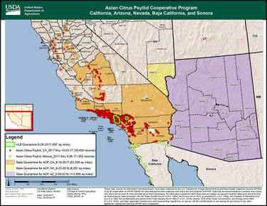 Citrus In Peril Across Southern California, How To Identify HLB ...
