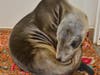 Lords-a-Leaping is recovering at the Pacific Marine Mammal Center.