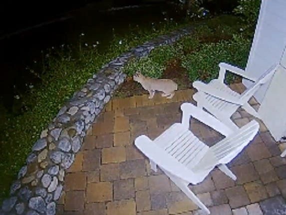 A "bobcat or mountain lion" was caught on this Neighbor's app camera.