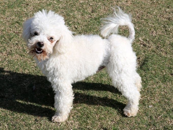 This dog was taken in by OC Animal Care after a field animal cruelty assessment. Now, he needs a family to love and cherish him.
