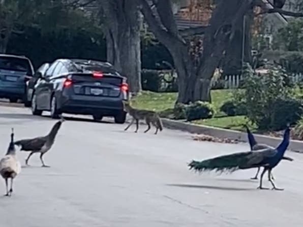 What were they thinking? These peacocks in Arcadia honked and flocked their way to startling a coyote on this suburban street.