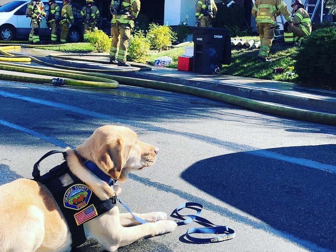 Freedom, OCFA's canine accelerant dog, determined the fire at the Pheasant Apartment Complex in Lake Forest to be arson related. 