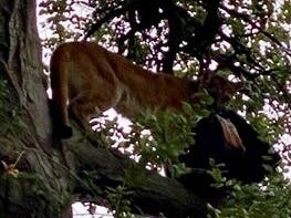 A mountain lion grabbed a toddler by the neck on Monday in Lake Forest.