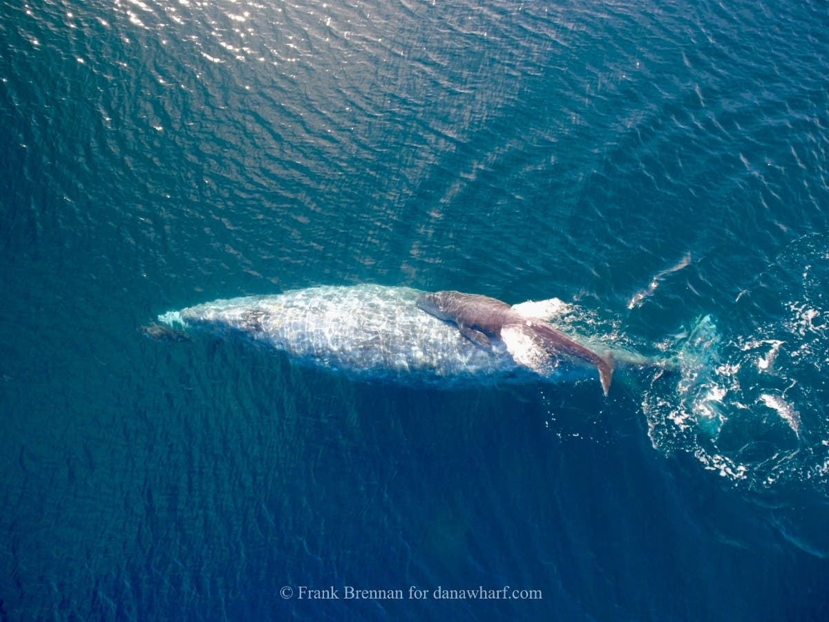 A mother and baby humpback whale are seen off the coast of Dana Point in January.