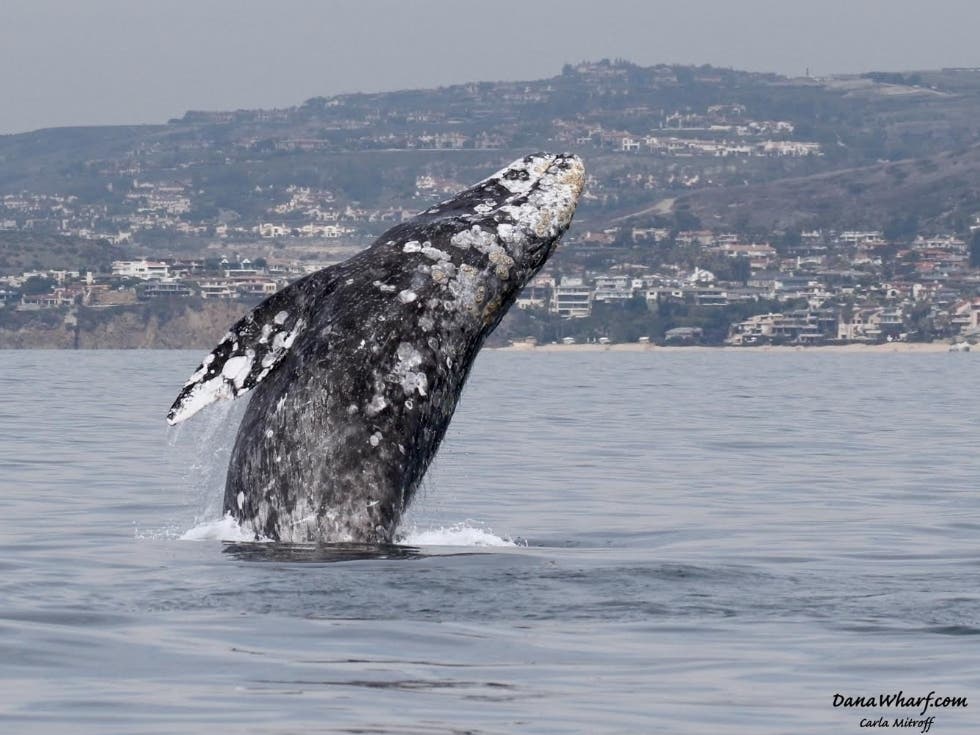 It's time to head to Dana Point to watch these gentle giants play offshore.