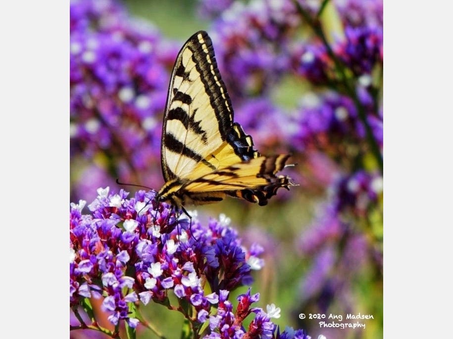 Sometimes, you just need to stop and smell the sea lilies. This beautiful Swallowtail butterfly dropped in to show off her spring colors.