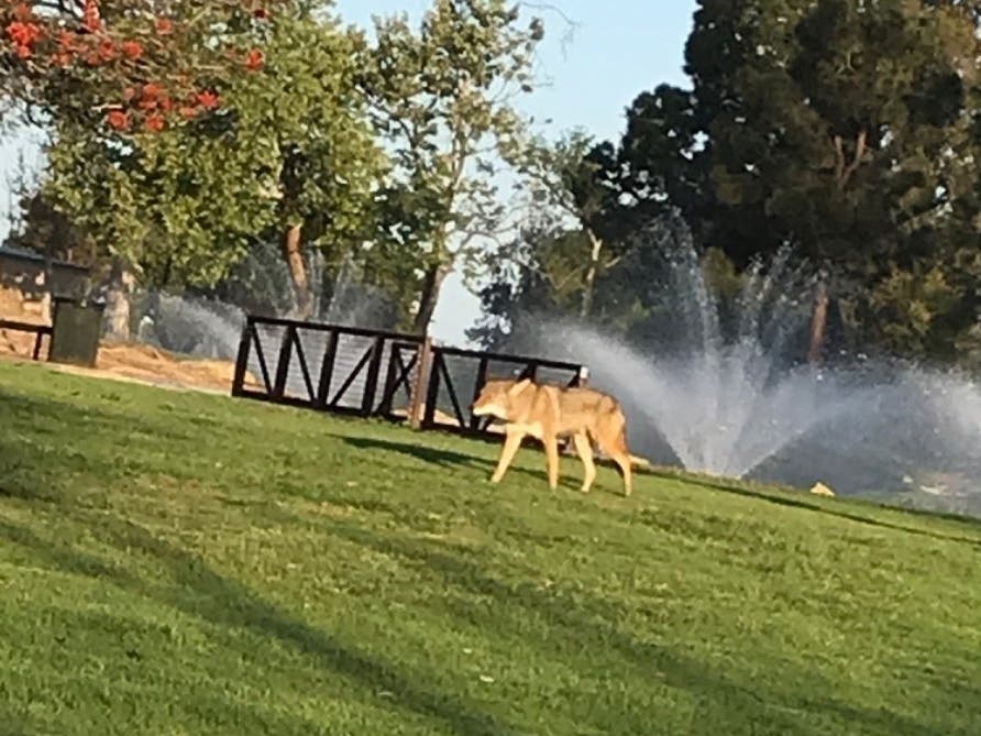 After two male coyotes were captured and killed last week in Laguna Beach after a resident was hospitalized in a coyote attack.