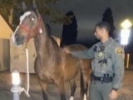 Deputy Ricketts with Quito. The horse missing from his San Juan Capistrano home, was reunited with grateful owners thanks to a deputy and some apples.