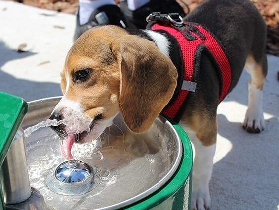 Does your pet have to stay outdoors? Do you take your dog along for a car ride? High inland temperatures can be deadly for pets.