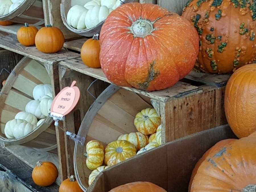 With pumpkin patches with activities few and far between this year, we rounded up the best pumpkin patches Orange County and surrounding area.