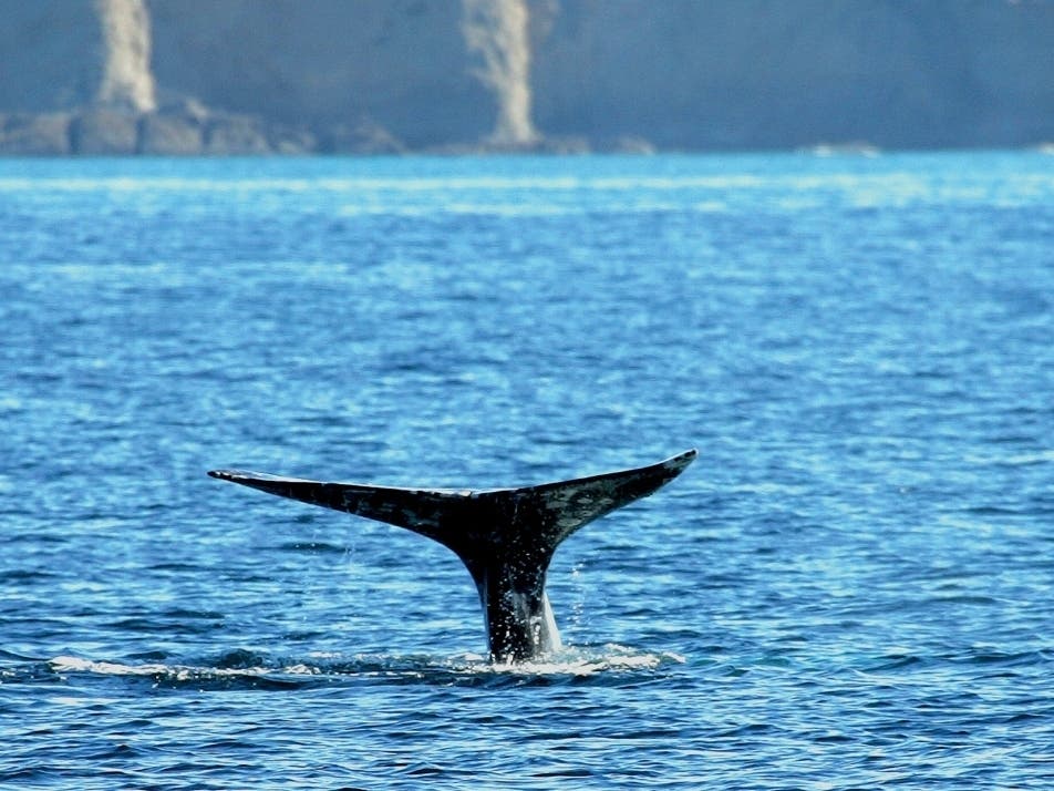 Teamwork led Dana Point, the Dolphin & Whale Watching Capital of the World, to be up for a major honor by the World Cetacean Alliance.