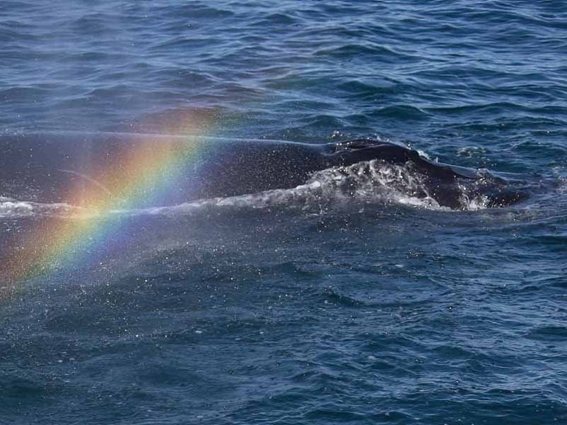 Humpback whales frolic off the Laguna Beach coastline.