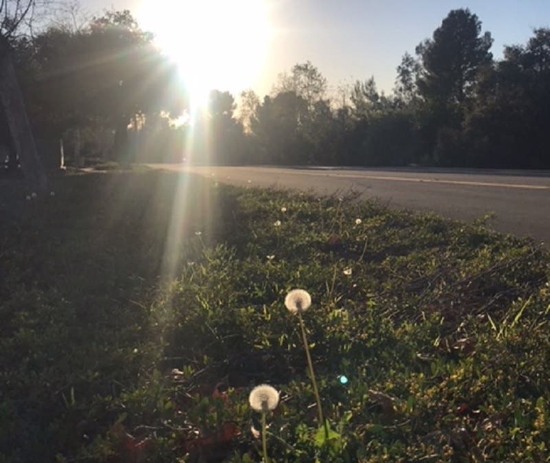 Rancho Santa Margarita resident Melissa Brown shared this photo taken during an evening dog-walk with her best friend. 